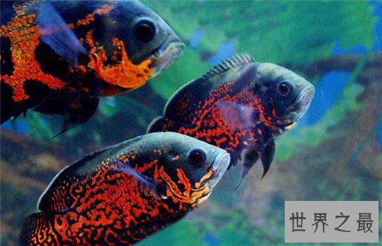 地球上10大最漂亮的热带鱼,小丑鱼和神仙鱼上榜