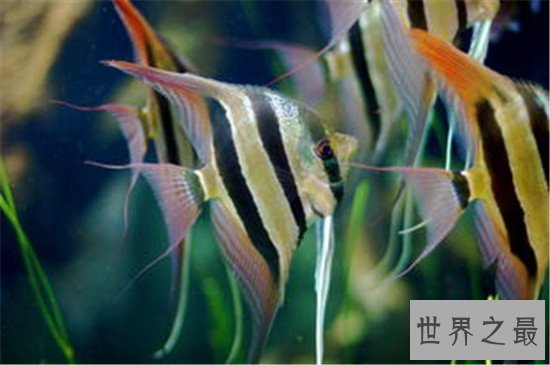 地球上10大最漂亮的热带鱼,小丑鱼和神仙鱼上榜