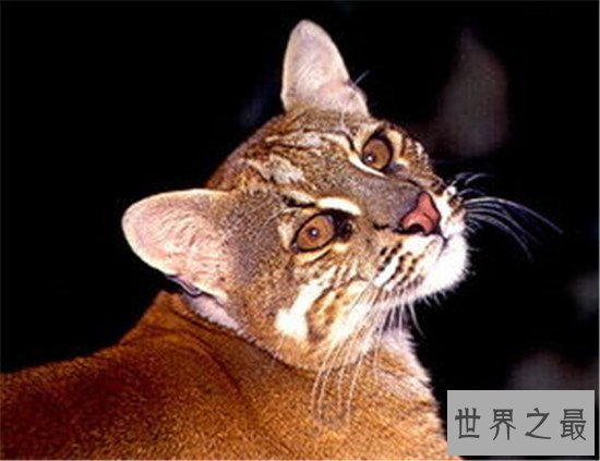 盘点地球上6大被禁养的名猫!传说中的猛兽猞猁被称为国兽!