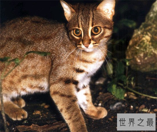 盘点地球上6大被禁养的名猫!传说中的猛兽猞猁被称为国兽!