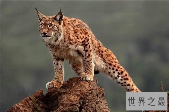 盘点地球上6大被禁养的名猫!传说中的猛兽猞猁被称为国兽!