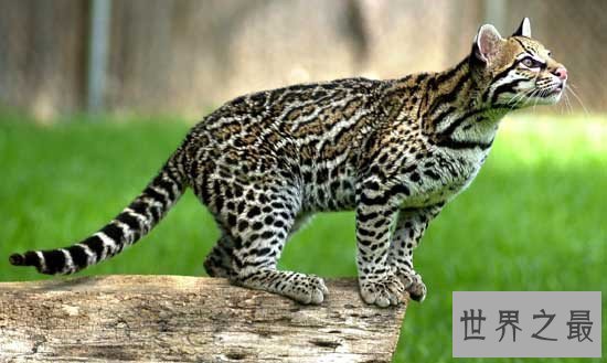 盘点地球上6大被禁养的名猫!传说中的猛兽猞猁被称为国兽!