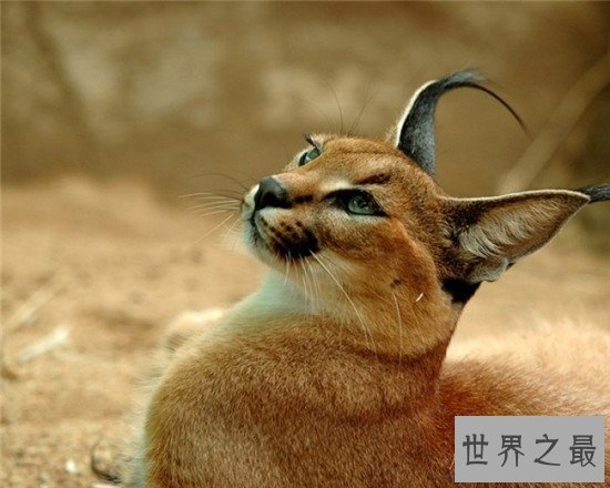 盘点地球上6大被禁养的名猫!传说中的猛兽猞猁被称为国兽!