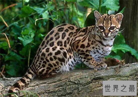 盘点地球上6大被禁养的名猫!传说中的猛兽猞猁被称为国兽!