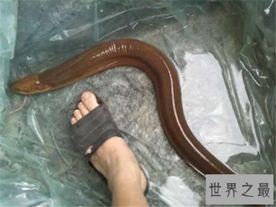 最大的黄鳝有多大?体重达36公斤像成年人的大腿