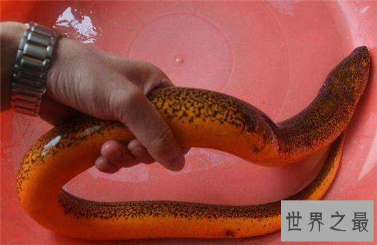 最大的黄鳝有多大?体重达36公斤像成年人的大腿