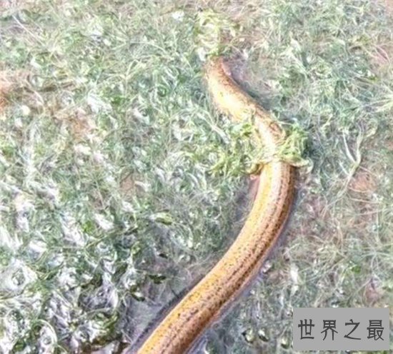 最大的黄鳝有多大?体重达36公斤像成年人的大腿