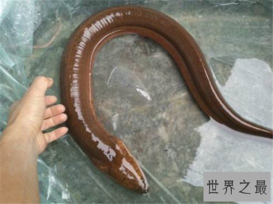 最大的黄鳝有多大?体重达36公斤像成年人的大腿