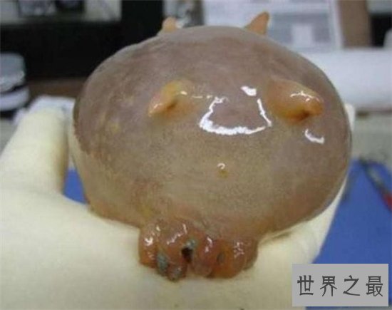 海猪怎么吃?海猪外皮带有毒素不能食用