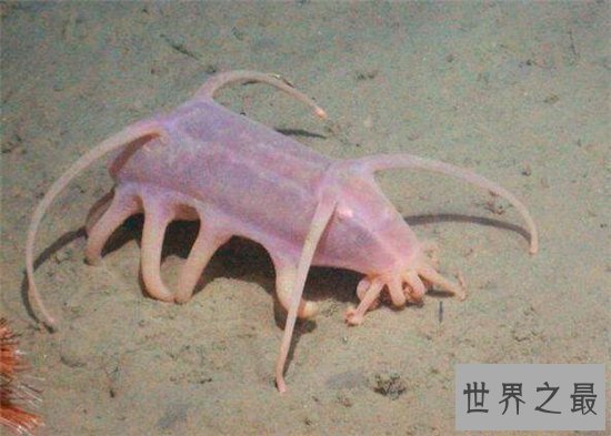 海猪怎么吃?海猪外皮带有毒素不能食用