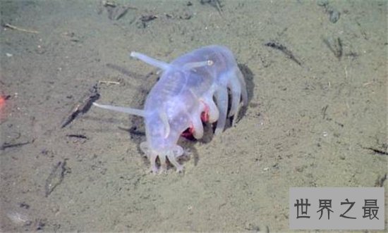 海猪怎么吃?海猪外皮带有毒素不能食用