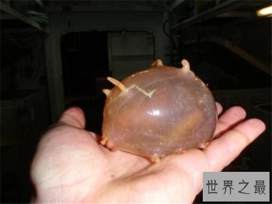 海猪怎么吃?海猪外皮带有毒素不能食用
