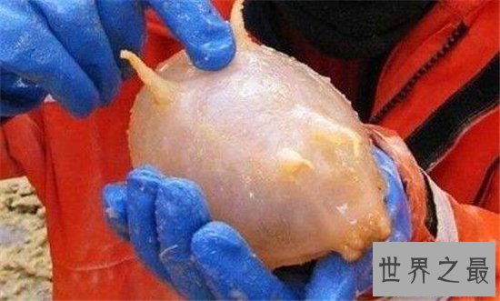 海猪怎么吃?海猪外皮带有毒素不能食用