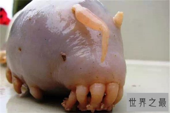 海猪怎么吃?海猪外皮带有毒素不能食用