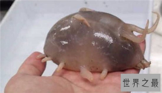 海猪怎么吃?海猪外皮带有毒素不能食用