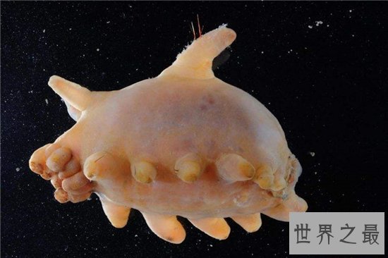 海猪怎么吃?海猪外皮带有毒素不能食用