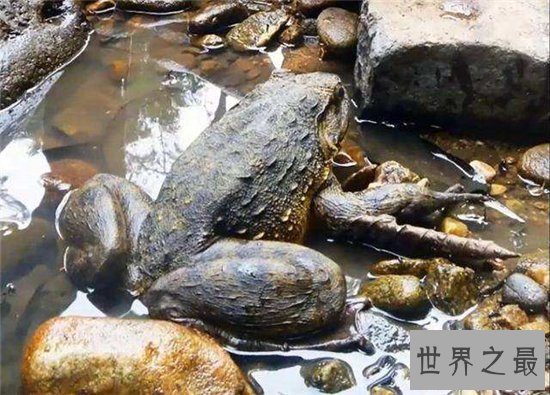 喀麦隆巨蛙濒临灭绝,黑市上常有人出售导致数量变少