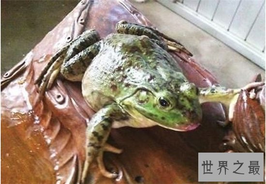 喀麦隆巨蛙濒临灭绝,黑市上常有人出售导致数量变少