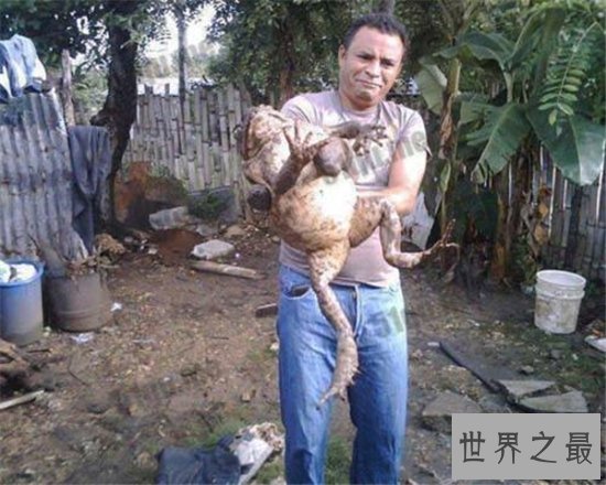 喀麦隆巨蛙濒临灭绝,黑市上常有人出售导致数量变少