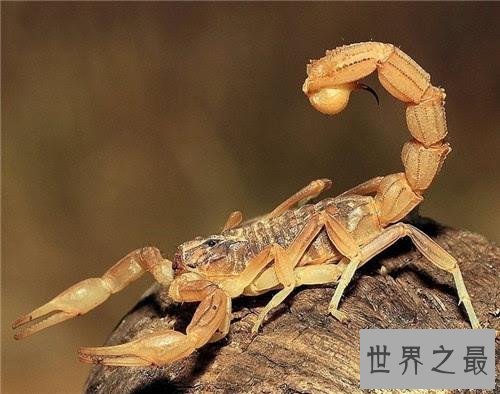 生活在撒哈拉沙漠的十种动物,它可以连续几天不吃不喝。