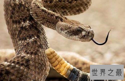 生活在撒哈拉沙漠的十种动物,它可以连续几天不吃不喝。