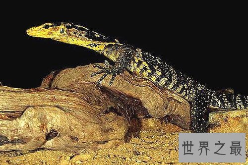 生活在撒哈拉沙漠的十种动物,它可以连续几天不吃不喝。
