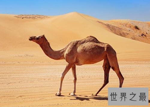 生活在撒哈拉沙漠的十种动物,它可以连续几天不吃不喝。