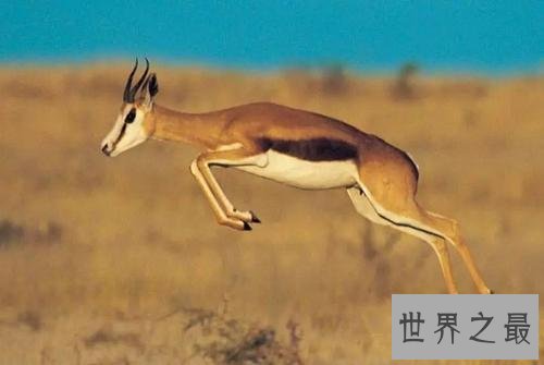 生活在撒哈拉沙漠的十种动物,它可以连续几天不吃不喝。