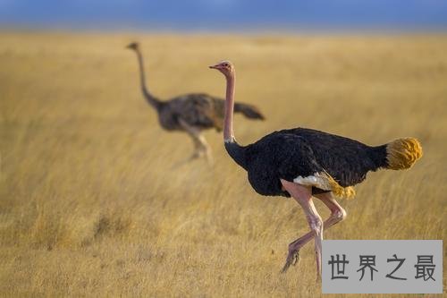 生活在撒哈拉沙漠的十种动物,它可以连续几天不吃不喝。