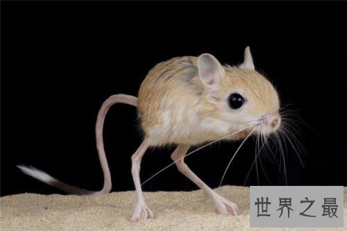 生活在撒哈拉沙漠的十种动物,它可以连续几天不吃不喝。