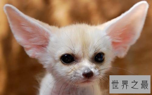 生活在撒哈拉沙漠的十种动物,它可以连续几天不吃不喝。