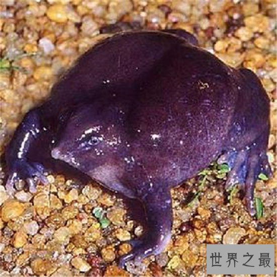十种奇特紫色动物,好看到让你怀疑人生!