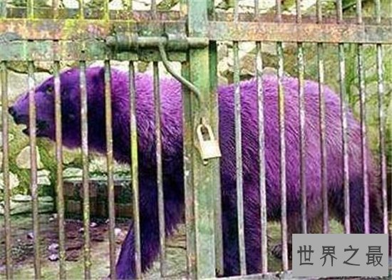 十种奇特紫色动物,好看到让你怀疑人生!