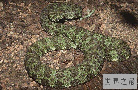 最大的莽山烙铁头蛇,超过四米长体重达40多斤