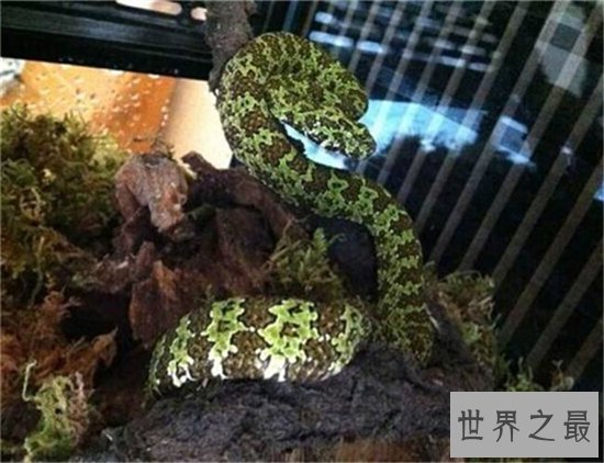 最大的莽山烙铁头蛇,超过四米长体重达40多斤