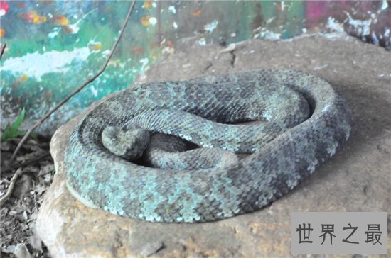 最大的莽山烙铁头蛇,超过四米长体重达40多斤