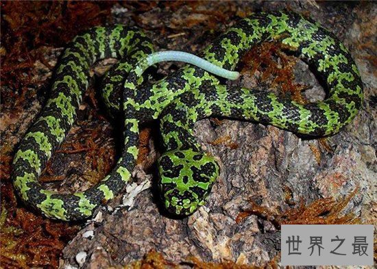 最大的莽山烙铁头蛇,超过四米长体重达40多斤