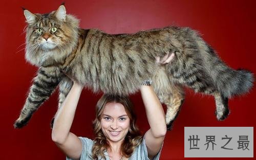 世界上最长的猫,这是颜值最高的猫了。