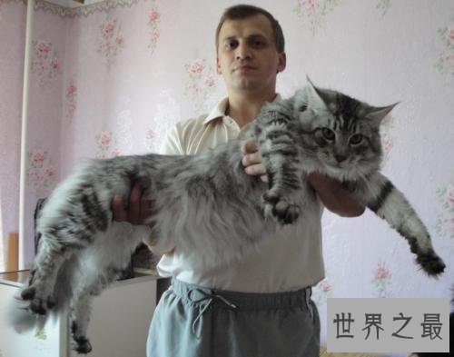 世界上最长的猫,这是颜值最高的猫了。