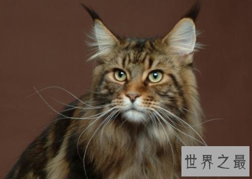 世界上最长的猫,这是颜值最高的猫了。