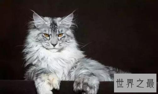 世界上最长的猫,这是颜值最高的猫了。