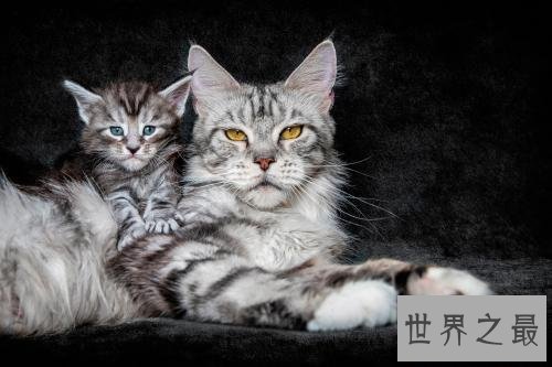 世界上最长的猫,这是颜值最高的猫了。