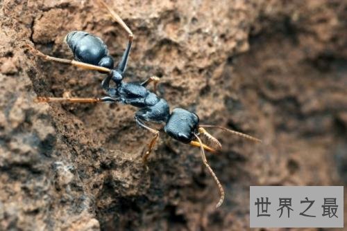 世界上最大的蚂蚁,能将一个成年人杀死。