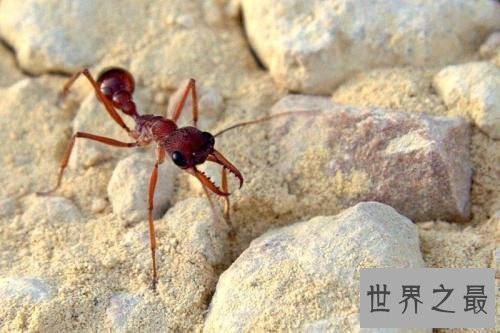 世界上最大的蚂蚁,能将一个成年人杀死。