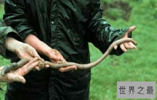 世界上最长的蚯蚓,看着它后背都有点发凉。