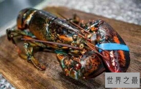 世界最大龙虾,让人看到都垂涎欲滴。
