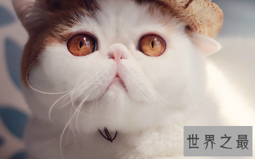 世界上最胖的猫,和一个7岁孩子一样重。