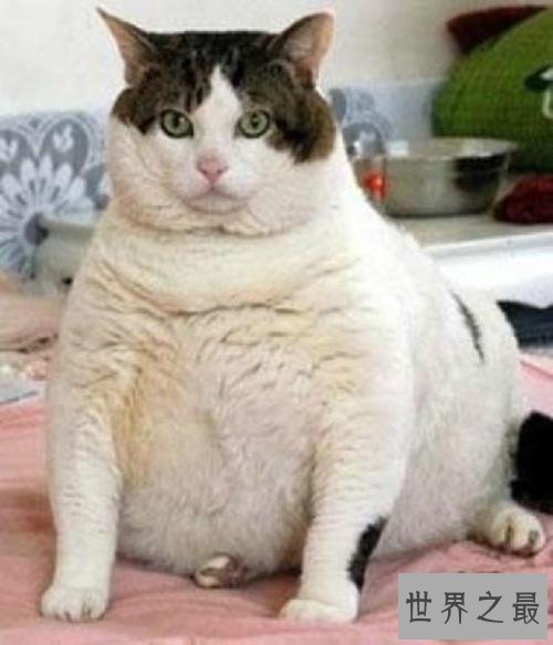 世界上最胖的猫,和一个7岁孩子一样重。