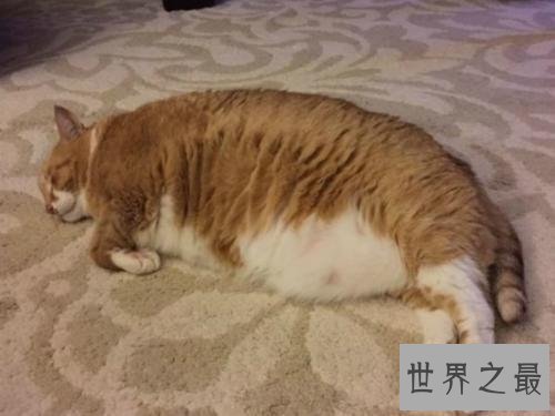 世界上最胖的猫,和一个7岁孩子一样重。
