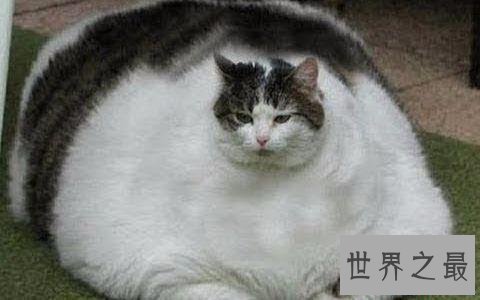 世界上最胖的猫,和一个7岁孩子一样重。